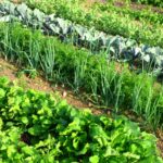 NPK Fertilizer: What is it and How Does it Work?
