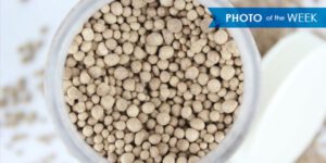 Synthetic Gypsum pellets, pelletized (pelletised) synthetic gypsum