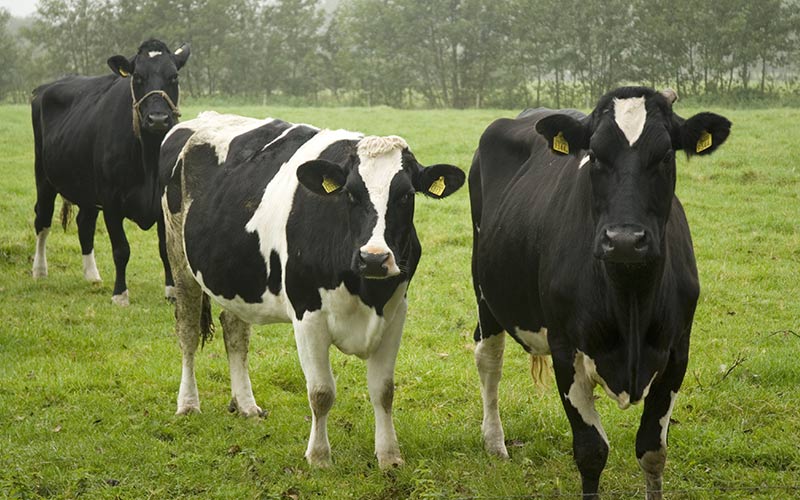 Increased Regulation on Michigan CAFOs