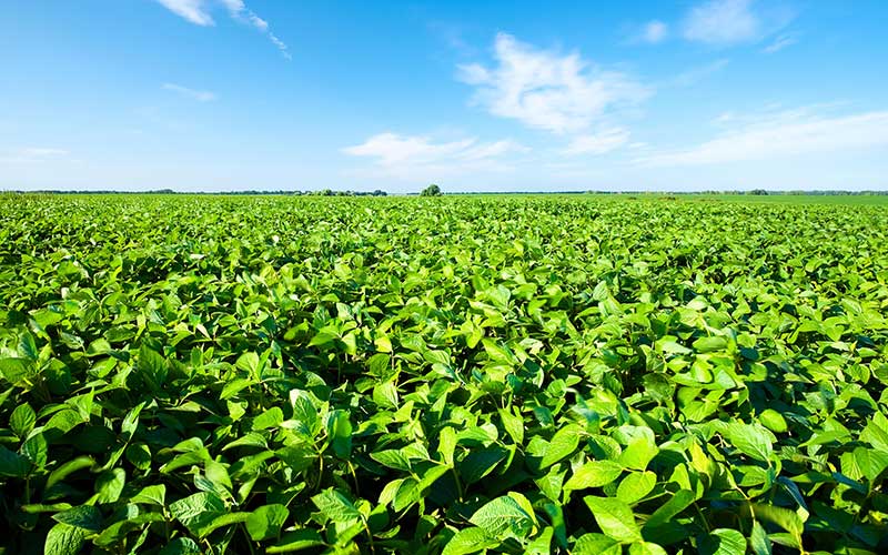 Phosphate and Potash Make Final List of Critical Minerals